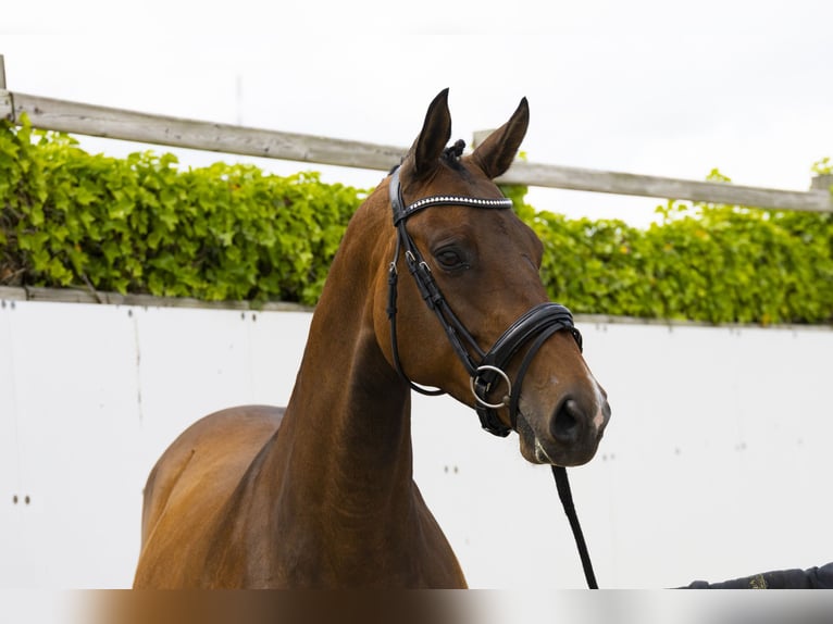 KWPN Mare 8 years 16 hh Brown in Waddinxveen