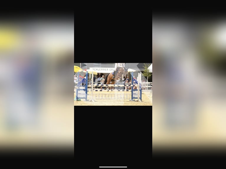 KWPN Mare 8 years 16 hh Brown in Gronau (Westfalen)Gronau