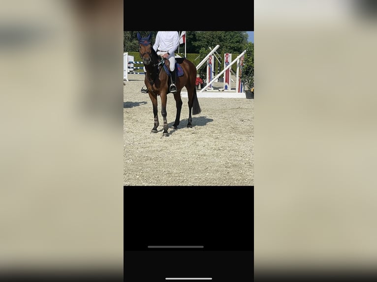 KWPN Mare 8 years 16 hh Brown in Gronau (Westfalen)Gronau