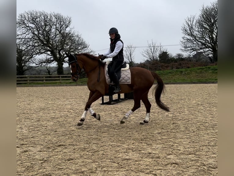 KWPN Mare 8 years 16 hh Chestnut in Penzance