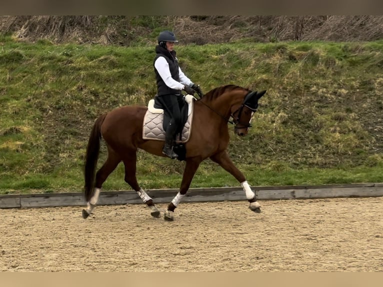 KWPN Mare 8 years 16 hh Chestnut in Penzance