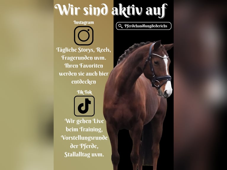 KWPN Mare 8 years 16 hh Chestnut in Nettersheim