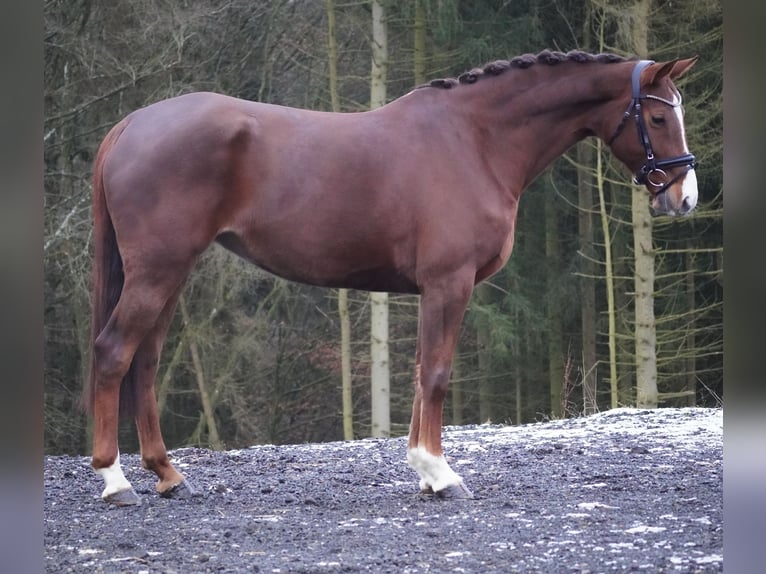 KWPN Mare 8 years 16 hh Chestnut in Nettersheim