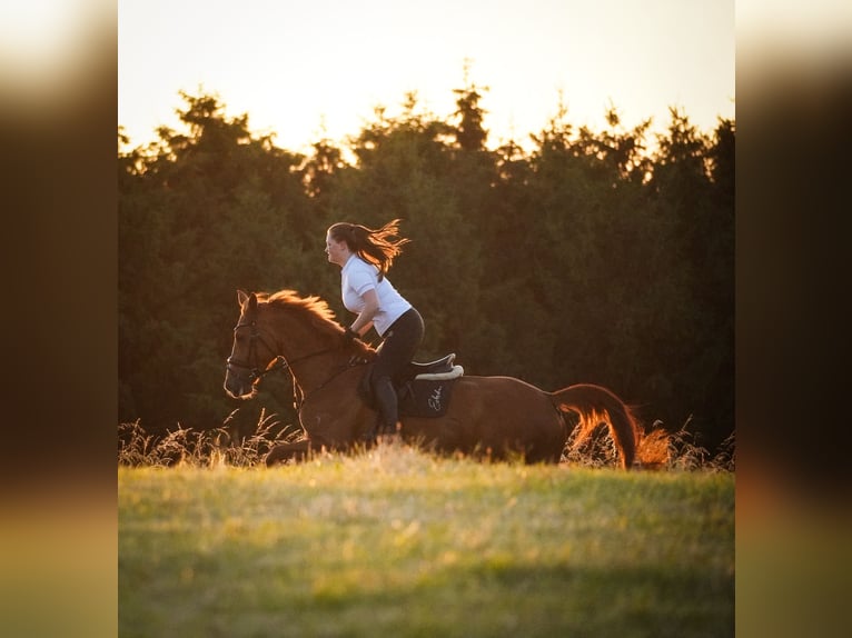 KWPN Mare 8 years 16 hh Chestnut-Red in Nettersheim