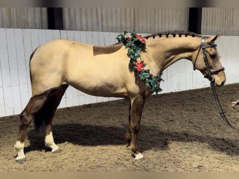 KWPN Mare 8 years 16 hh Chestnut in Canterbury