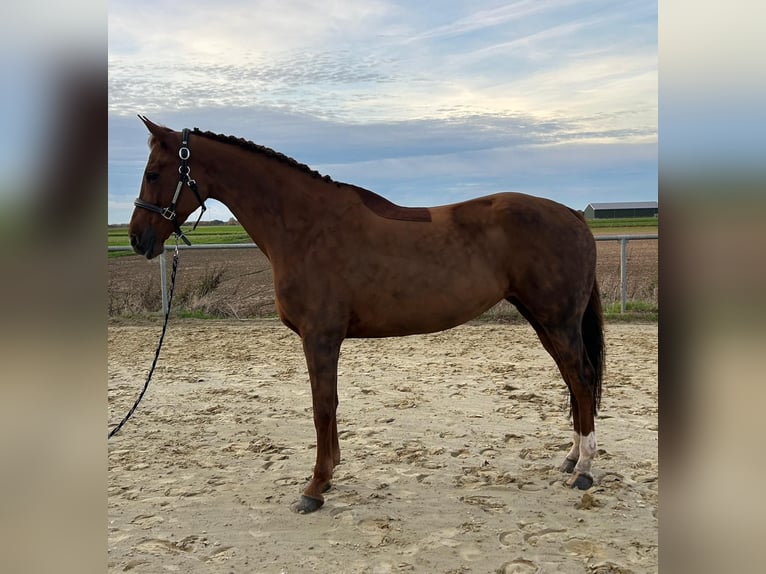 KWPN Mare 8 years 16 hh Chestnut in Geilenkirchen