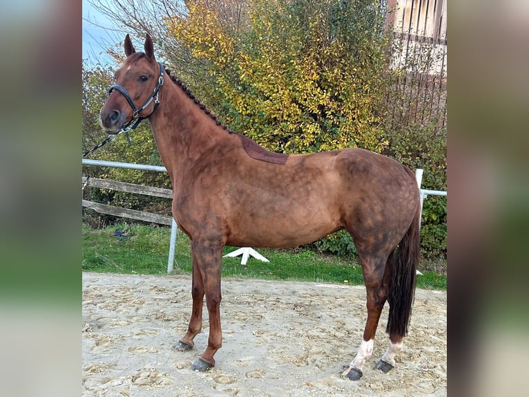 KWPN Mare 8 years 16 hh Chestnut in Geilenkirchen