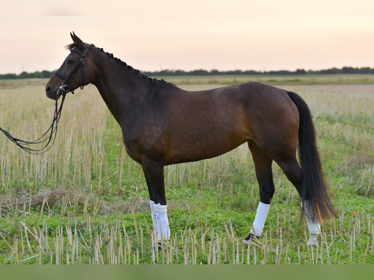 KWPN Mare 8 years 16 hh in Geilenkirchen