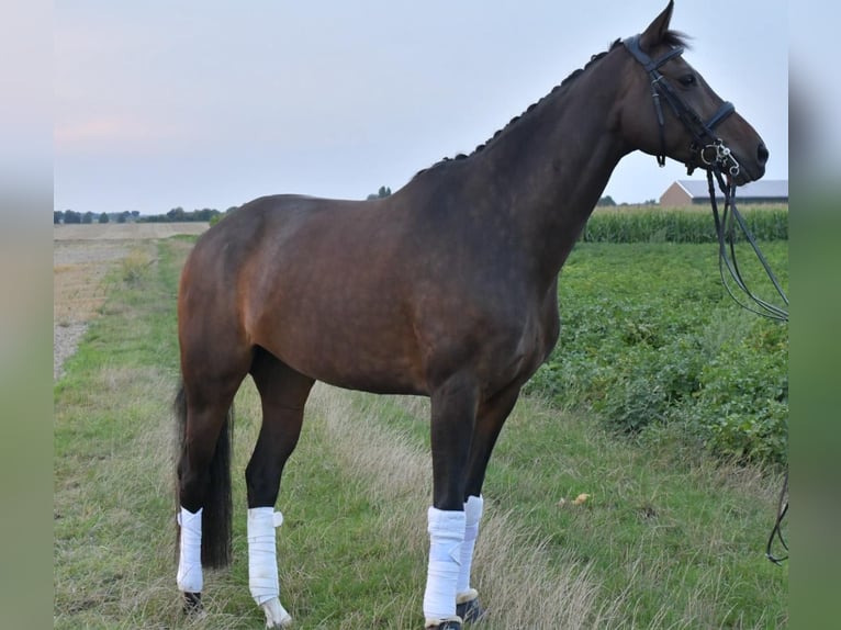 KWPN Mare 8 years 16 hh in Geilenkirchen