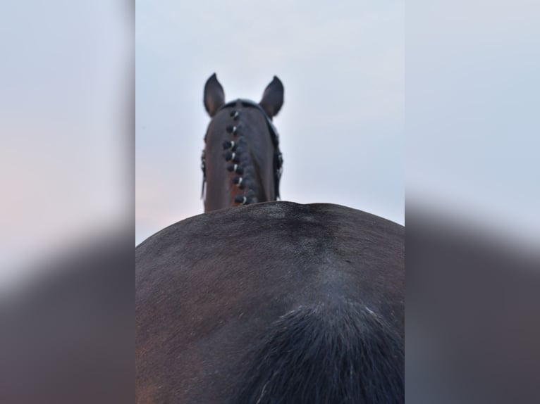 KWPN Mare 8 years 16 hh in Geilenkirchen