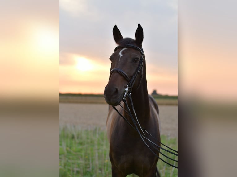 KWPN Mare 8 years 16 hh in Geilenkirchen