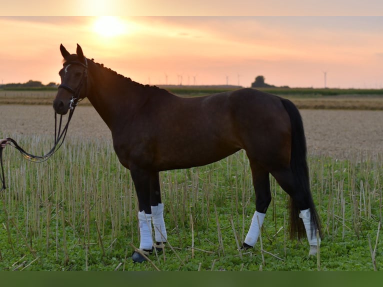 KWPN Mare 8 years 16 hh in Geilenkirchen