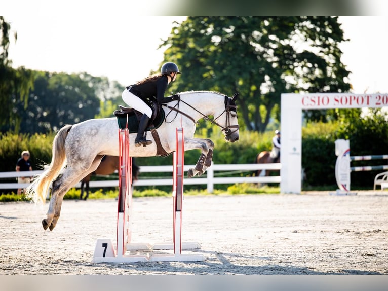 KWPN Mare 8 years 16 hh Gray in Wejherowo