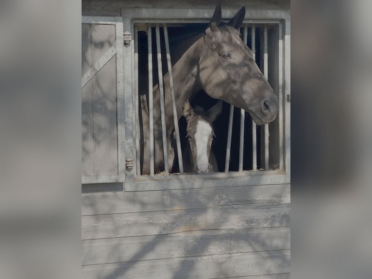 KWPN Mare 8 years 16,1 hh Bay-Dark in Baarle-Nassau
