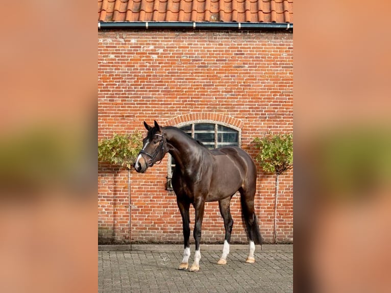 KWPN Mare 8 years 16,1 hh Bay-Dark in Santa Eulalia De Ron&#xE7;ana