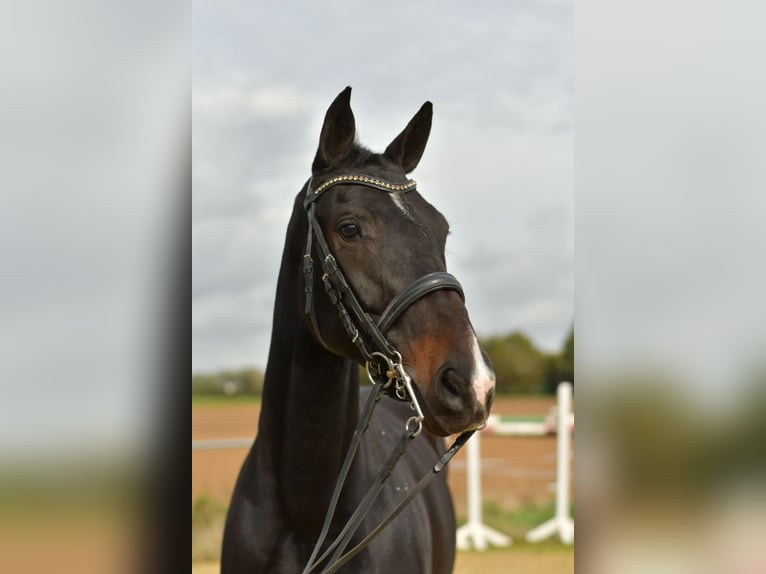 KWPN Mare 8 years 16,1 hh Bay-Dark in Geilenkirchen