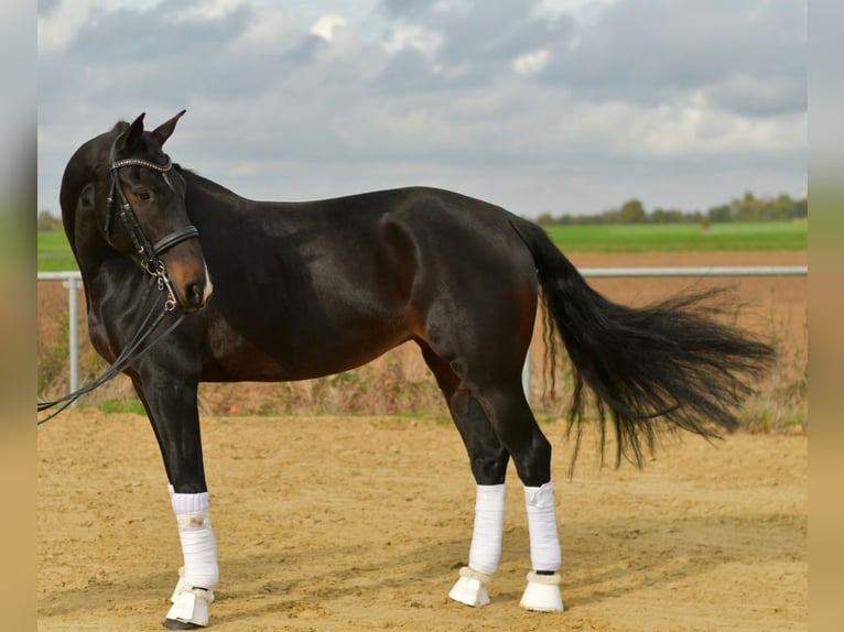 KWPN Mare 8 years 16,1 hh Bay-Dark in Geilenkirchen