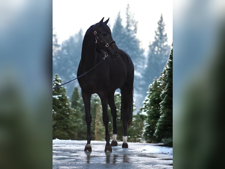 KWPN Mare 8 years 16,1 hh Bay-Dark in Mor