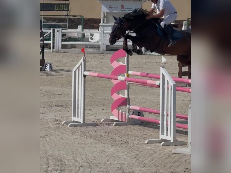 KWPN Mare 8 years 16,1 hh Bay-Dark in Brunete