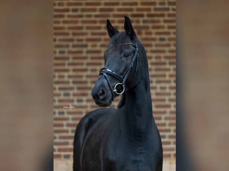 KWPN Mare 8 years 16,1 hh Black in Goch
