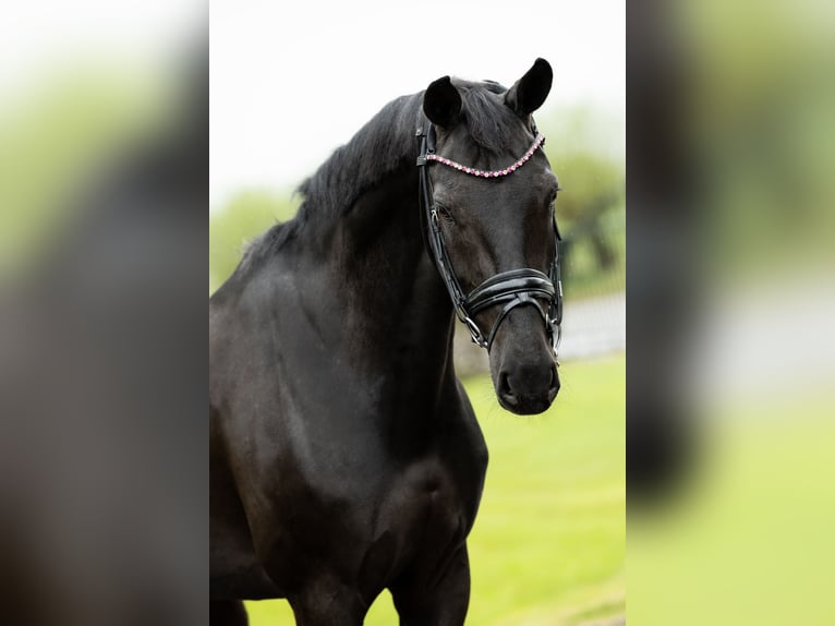 KWPN Mare 8 years 16,1 hh Black in Lithoijen
