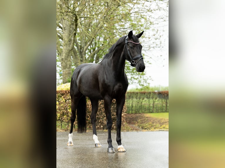 KWPN Mare 8 years 16,1 hh Black in Lithoijen