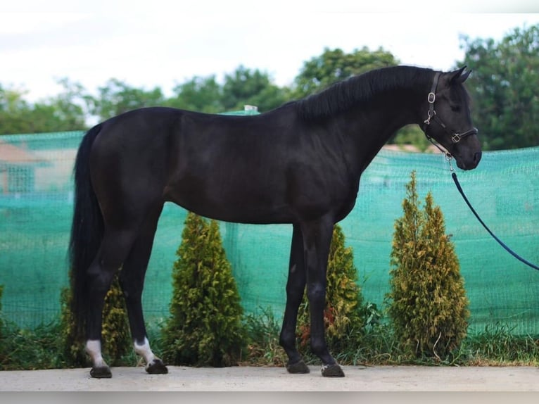 KWPN Mare 8 years 16,1 hh Black in Kondoros
