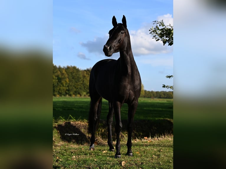 KWPN Mix Mare 8 years 16,1 hh Black in Strassen