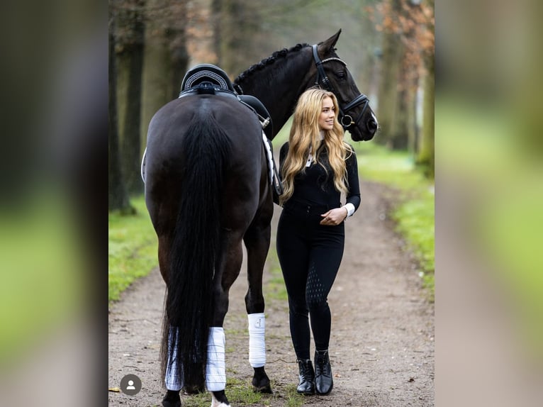 KWPN Mix Mare 8 years 16,1 hh Black in Strassen