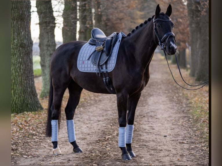 KWPN Mix Mare 8 years 16,1 hh Black in Strassen