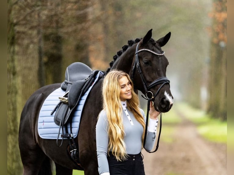 KWPN Mix Mare 8 years 16,1 hh Black in Strassen