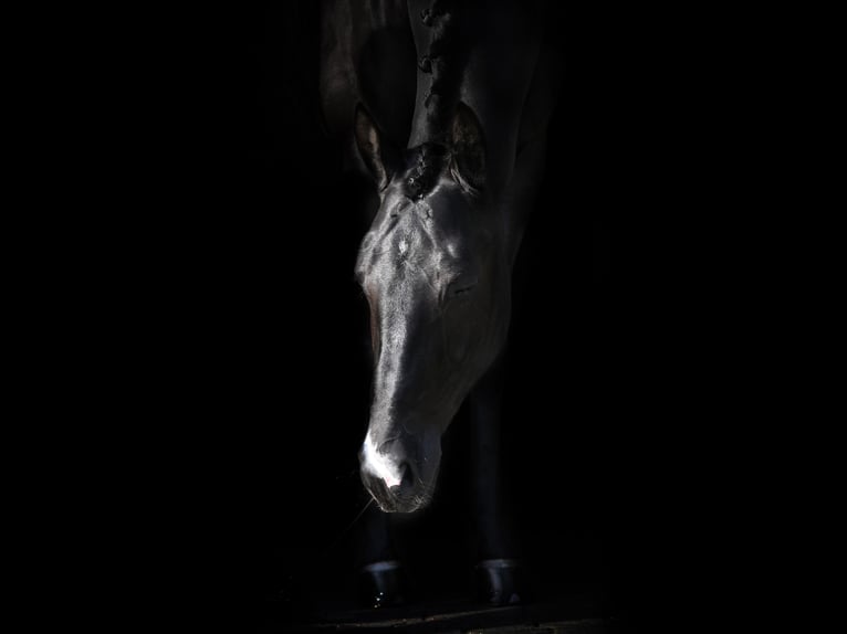 KWPN Mix Mare 8 years 16,1 hh Black in Strassen