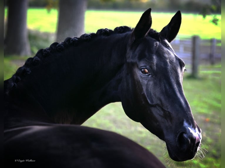KWPN Mix Mare 8 years 16,1 hh Black in Strassen