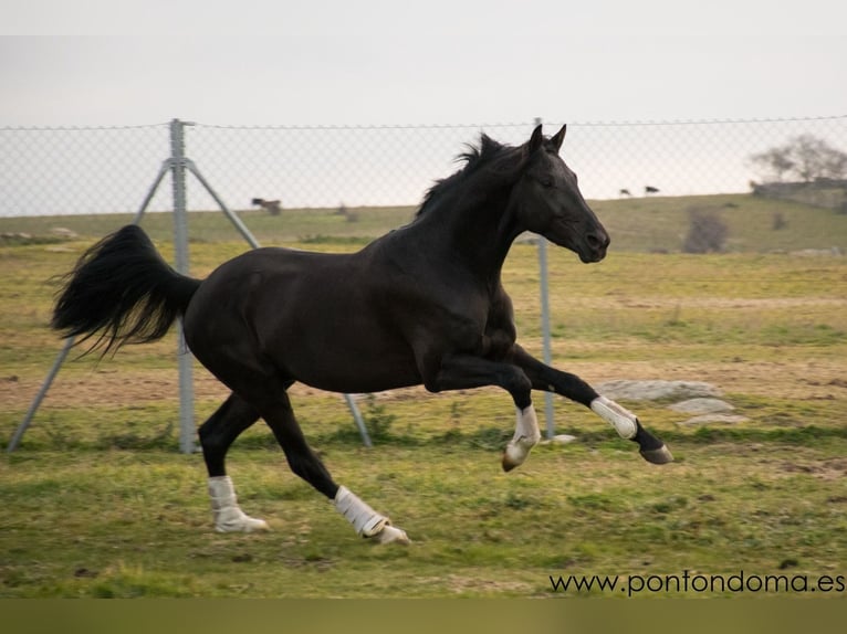 KWPN Mare 8 years 16,1 hh Black in Tizneros