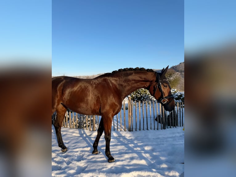 KWPN Mare 8 years 16,1 hh Brown in Haiger