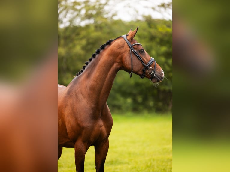 KWPN Mare 8 years 16,1 hh Brown in Raerd
