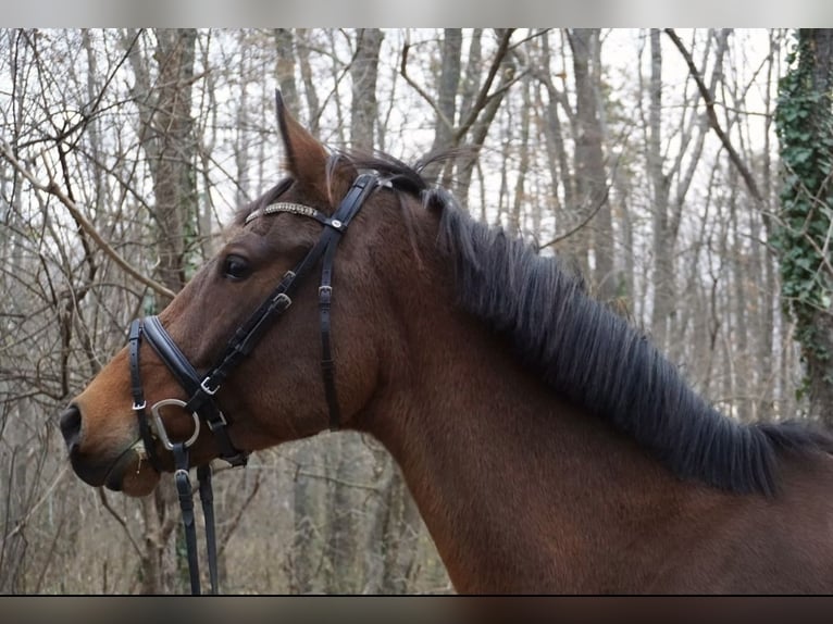 KWPN Mare 8 years 16,1 hh Brown in Wien