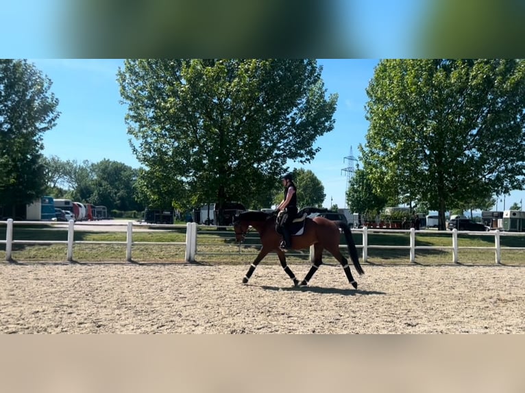 KWPN Mare 8 years 16,1 hh Brown in Wien