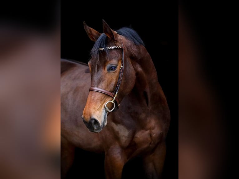 KWPN Mare 8 years 16,1 hh Brown in Geilenkirchen