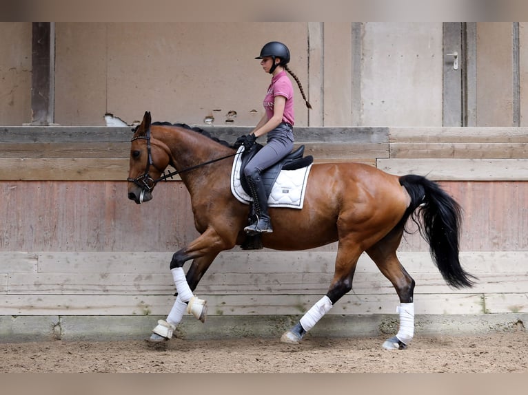 KWPN Mare 8 years 16,1 hh Brown in Altenstadt