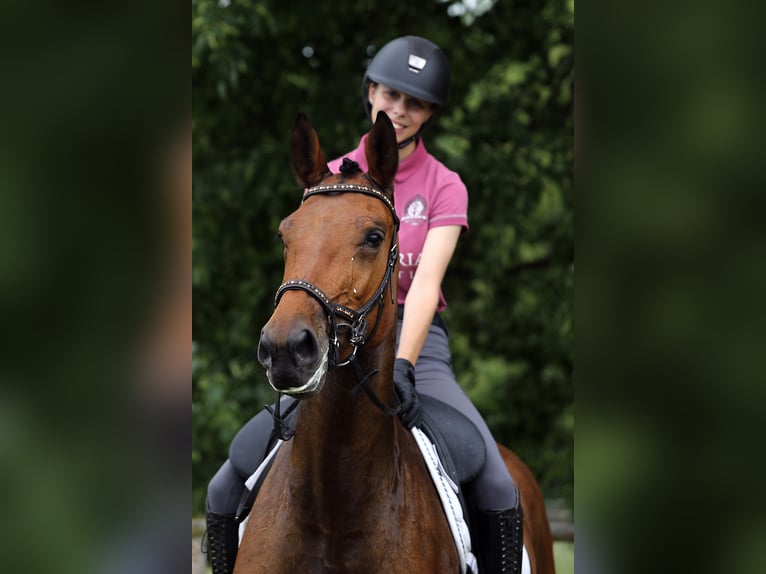 KWPN Mare 8 years 16,1 hh Brown in Altenstadt
