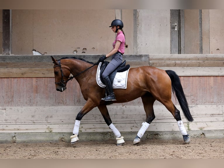 KWPN Mare 8 years 16,1 hh Brown in Altenstadt
