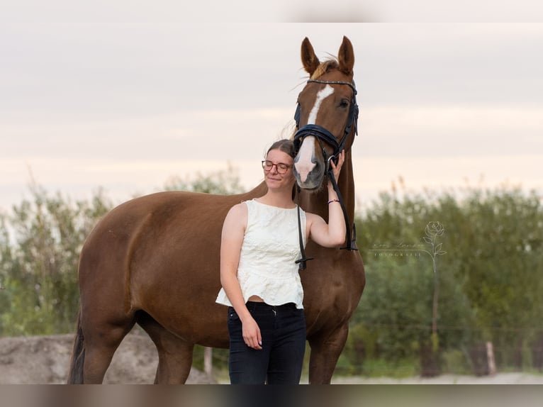 KWPN Mare 8 years 16,1 hh Chestnut in Callantsoog