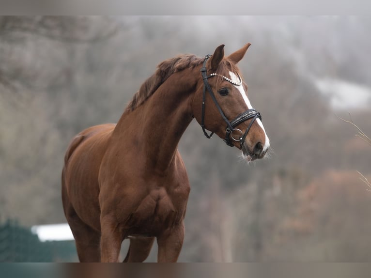KWPN Mare 8 years 16,1 hh Chestnut-Red in Windhagen