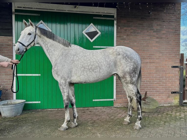 KWPN Mare 8 years 16,1 hh Pinto in Ansen