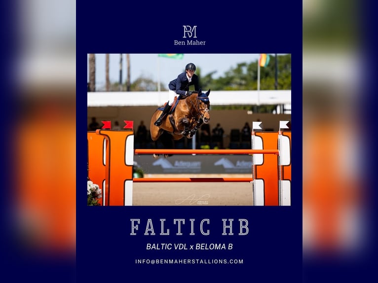 KWPN Mare 8 years 16,1 hh Pinto in Ansen