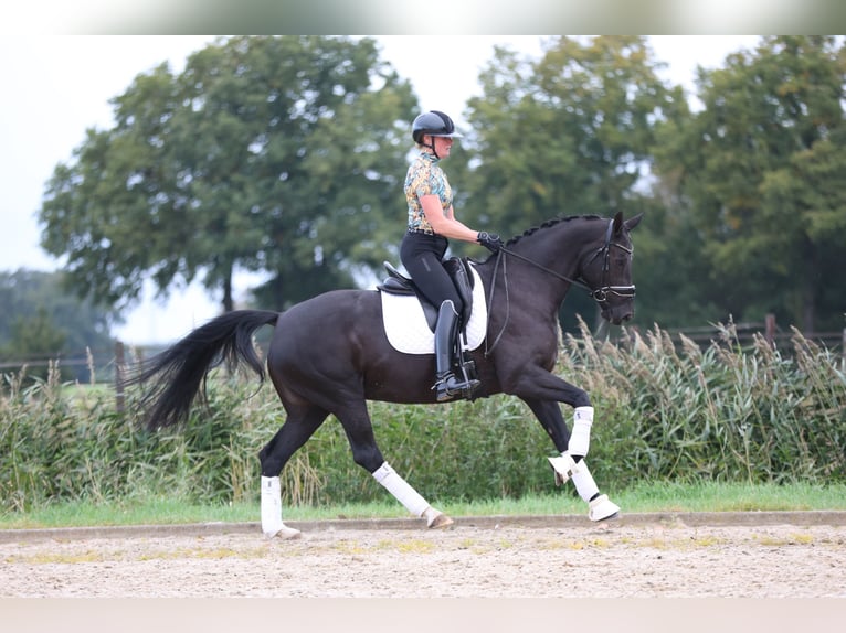 KWPN Mare 8 years 16,1 hh Smoky-Black in Haaksbergen