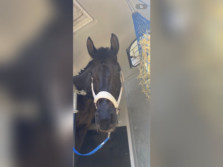 KWPN Mare 8 years 16,2 hh Bay-Dark in Niederpr&#xFC;m
