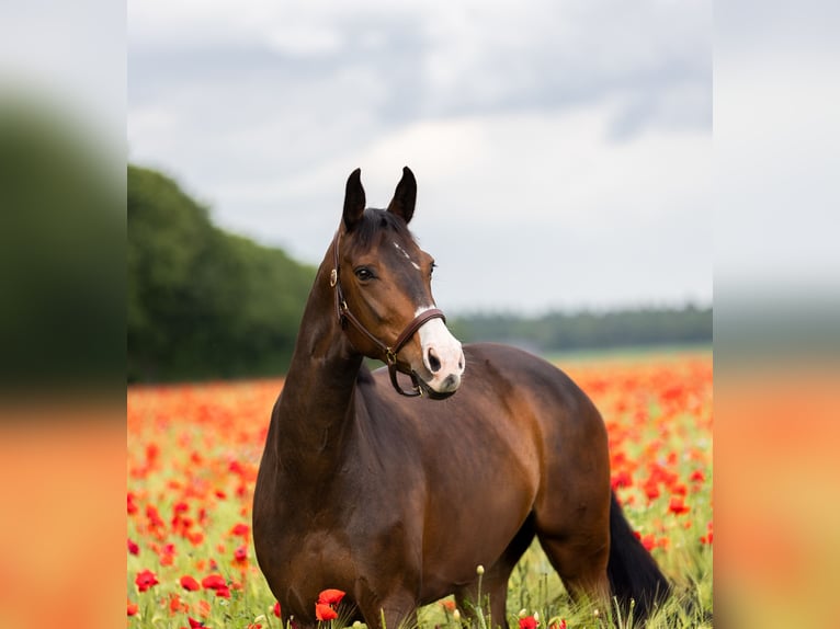 KWPN Mare 8 years 16,2 hh Bay-Dark in Wezup