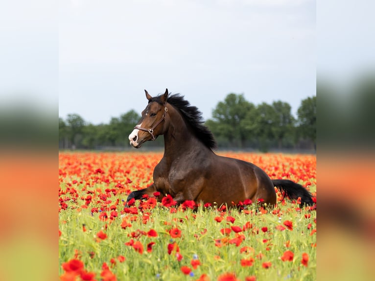 KWPN Mare 8 years 16,2 hh Bay-Dark in Wezup